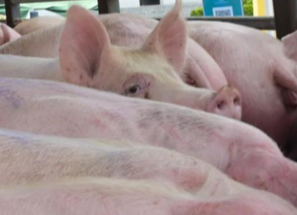 养猪企业动辄亏损上百亿,在等下一个“猪周期”
