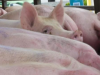 养猪企业动辄亏损上百亿，在等下一个“猪周期”