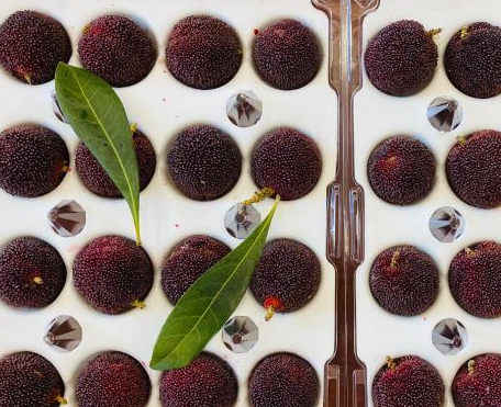 今年浙江杨梅产量预计超60万吨 总产值近50亿元