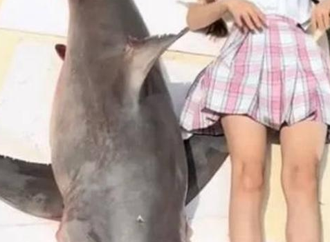 网红烧烤大白鲨背后：多少电商平台在违规卖“野味”？