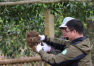 国家二级保护动物褐渔鸮在广西龙州放归大自然