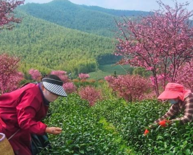 江苏最大茶叶产区春茶开采 擦亮“阳羡茶”金字招牌