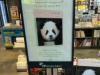 大熊猫“福宝”将满三周岁 写真纪念册在韩热销