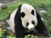 旅美大熊猫“美香”迎来25岁生日