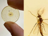 科学家发现已知最古老的蚊子 距今约1.3亿年