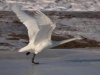 赤麻鸭“定居”青海湖 成为青海湖越冬水鸟绝对优势种