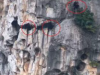 广西白头叶猴保护区喜事连连 同一猴群一周内6只小猴降世