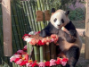 各地粉丝齐聚杭州动物园为“顶流”大熊猫庆生