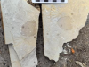 湖南发现距今约5.4亿年的完整海绵化石