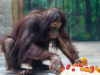 上海出生的珍稀灵长类动物红猩猩5周岁庆生