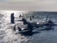 逾百头领航鲸在澳大利亚海滩搁浅 已有26头鲸死亡！