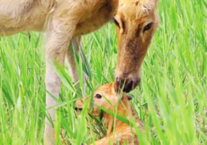 新生小麋鹿 是个“天津娃”