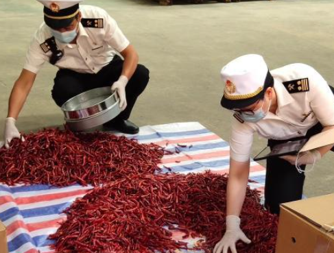 “中国辣椒之乡”云南丘北辣椒“火辣”海外市场