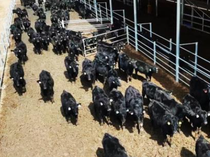 宁夏隆德首批和牛出栏 高端雪花牛肉走出“大山”