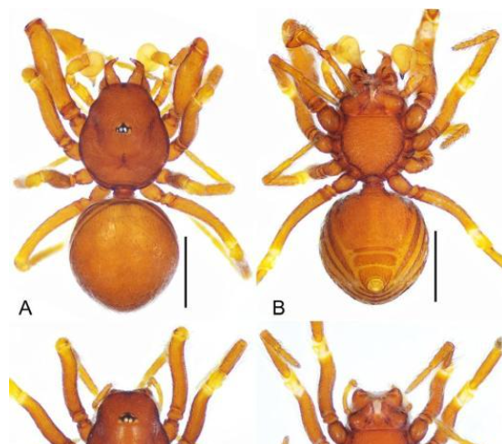 广东丹霞山发现第45个新物种：丹霞华盾蛛