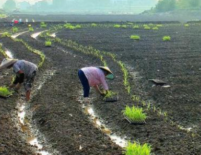 湖南零陵大户“抱团” 秋冬种生产热火朝天