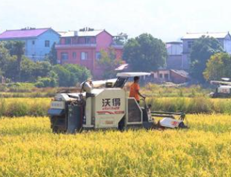 湖南双牌晚稻开镰 机械化抢收助稻油轮作