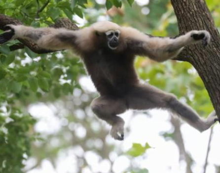 上海野生动物园:已成功繁育了5只可爱的小长臂猿