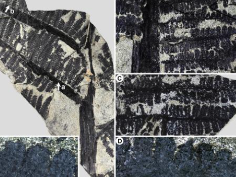 云南发现莲座蕨类植物新种