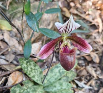 广东东莞银瓶山首次发现紫纹兜兰野生群落