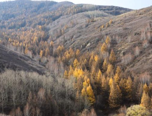 内蒙古生态人36年的坚守:为绿色家园赋能