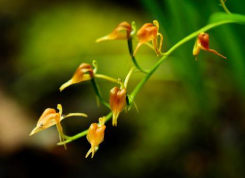 似羊耳又如蒜瓣 云南龙陵首次记录大花羊耳蒜