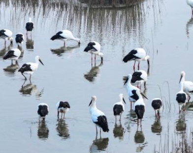 吉林蛟河发现创纪录过境东方白鹳