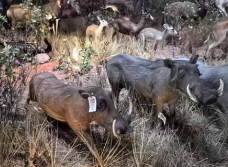 河南省科技馆新馆正式开馆 展出300余件珍稀野生动物标本