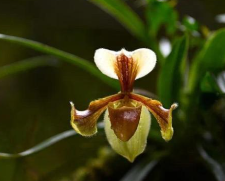 濒危物种紫毛兜兰在广西花坪保护区重现