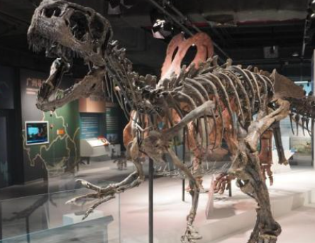 异特龙研究取得突破性进展 揭示侏罗纪霸主的秘密