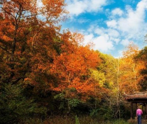 空中欣赏“新枫景” 广东新丰开启枫叶季