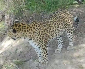 陕西周至国家级自然保护区再次拍到“三豹同框”影像