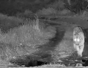 与东北虎正面遭遇 野生胖貉淡定化险为夷