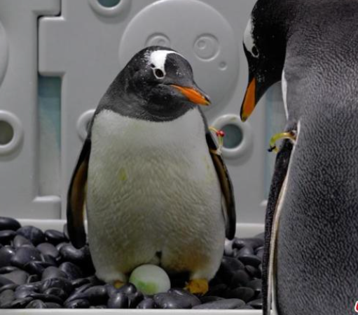 广州4只南极企鹅宝宝迎来满月