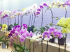 193个台湾蝴蝶兰新品种福建漳州亮相
