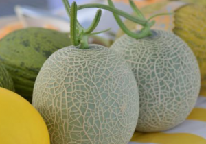 海南成全国最大冬季甜瓜供应基地 产值破百亿