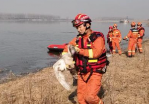 山西平遥：消防员紧急解救3只“掉队”