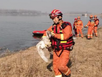 山西平遥：消防员紧急解救3只“掉队”大天鹅