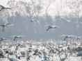应对鄱阳湖极枯水位 江西多措并举护航越冬候鸟栖息