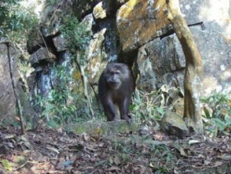 广西新增一处藏酋猴分布点