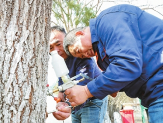 天津进入园林病虫害防控关键期