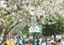 天大海棠季校园开放日迎客逾10万