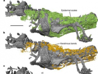 爬行动物登陆后如何呼吸？2.8亿年前木乃伊化爬行动物化石研究揭示