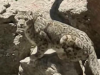 青海西宁湟中境内首次拍到野生雪豹